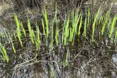 BSG_-Oostvoorne_Niek_-10mrt24_010