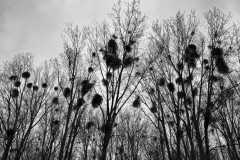 BSG_-Oostvoorne_Niek_-10mrt24_07