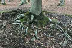 BSG-wandeling-Monschau-sept-2025_701