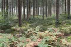 BSG-wandeling-Monschau-sept-2025_721