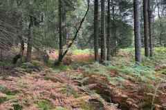 BSG-wandeling-Monschau-sept-2025_81