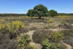 BSG-wandeling-Bussum_Ziuid-11-meil-25_130