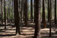 BSG-wandeling-Bussum_Ziuid-11-meil-25_50