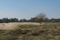 BSG wandeling Leersum 2019_20