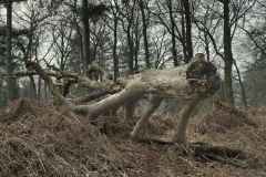 BSG-wandeling-Baarn-9-feb-20251001