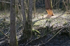 BSG Bivak Hastiere mrt18-094