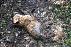 BSG Bivak Hastiere mrt18-104