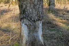 BSG Bivak Hastiere mrt18-124