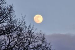 PHOTO-2024-03-26-07-57-38_6