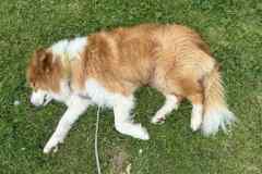 BSG-Hemelvaart-Barvaux-mei-2025_430