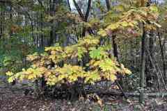 BSG-Veenendaal_West-2023_Niek_020