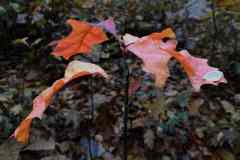 BSG-Veenendaal_West-2023_Niek_029