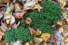 BSG-Veenendaal_West-2023_Niek_030