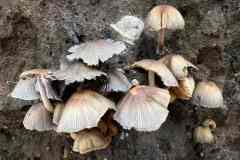 BSG-Veenendaal_West-2023_Niek_033