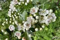 BSG-Kijfhoek_Bierlap-14-mei-2023_Niek_018