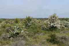 BSG-Kijfhoek_Bierlap-14-mei-2023_Niek_023