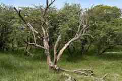 BSG-Kijfhoek_Bierlap-14-mei-2023_Niek_025