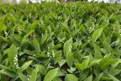 BSG-Kijfhoek_Bierlap-14-mei-2023_Niek_039