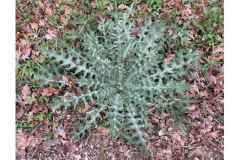 BSG-wandeling-Lage-Mierde_mrt-2026_011