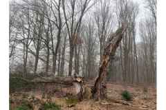 BSG-wandeling-Lage-Mierde_mrt-2026_08