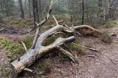 BSG-Bergen-op-Zoom_Niek_17