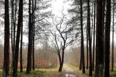 BSG-Bergen-op-Zoom_Niek_19