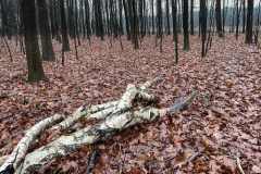 BSG-Bergen-op-Zoom_Niek_25