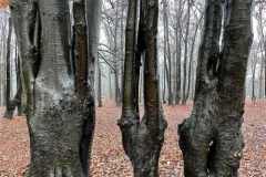 BSG-Bergen-op-Zoom_Niek_26