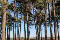 BSG-wandeling-Hilvarenbeek-kl22