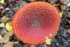 BSG-Eiffel-15_16_okt22_Niek_022