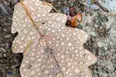 BSG-Eiffel-15_16_okt22_Niek_04