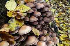 BSG-Eiffel-15_16_okt22_Niek_054