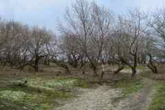 BSG-wandeling-Meijendel_mrt-2020_10