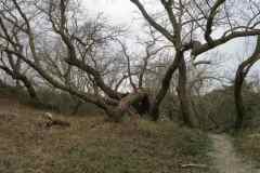 BSG-wandeling-Meijendel_mrt-2020_29