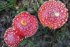 Nivon-BSG-Ardennen-weekend-5_6-okt-201971