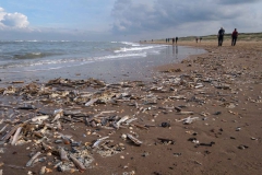 BSG_strand_wandeling_sept2017-08