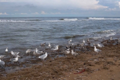 BSG_strand_wandeling_sept2017-11