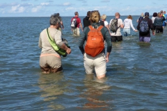 Wadlopen_2_sept17-15