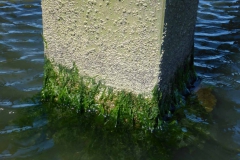 Wadlopen_2_sept17-32