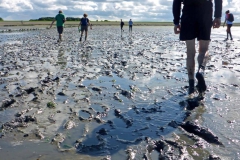 Wadlopen_2_sept17-54