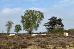 BSG-wandeling-Holl-Rading-13-april-25_100