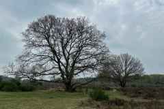 BSG-wandeling-Holl-Rading-13-april-25_160