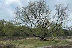 BSG-wandeling-Holl-Rading-13-april-25_270