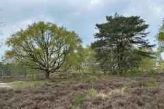 BSG-wandeling-Holl-Rading-13-april-25_280