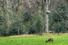 BSG-wandeling-Holl-Rading-13-april-25_340