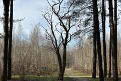 BSG-wandeling-Bergen-op-Zoom-9mrt-20252301