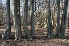 BSG-wandeling-Bergen-op-Zoom-9mrt-20252601