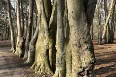 BSG-wandeling-Bergen-op-Zoom-9mrt-20252701