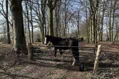 BSG-wandeling-Bergen-op-Zoom-9mrt-2025601