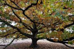 BSG-wandeling-Hilvarenbeek-okt_2025_211